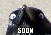Insanity Crow