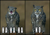 O RLY?