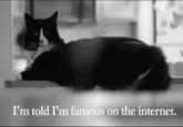 Henri, Le Chat Noir