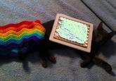 Nyan Cat / Pop Tart Cat