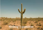 Cactus Juice