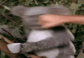 Cute Animals