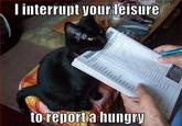 Cats