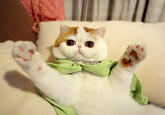Snoopy the Cat