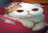 Snoopy the Cat