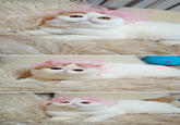 Snoopy the Cat