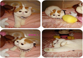 Snoopy the Cat