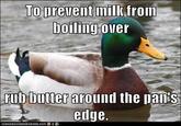 Actual Advice Mallard