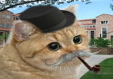 Starecat / Grafics Cat