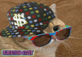 Starecat / Grafics Cat
