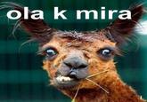 Ola K Ase