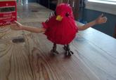 Birds with Arms