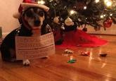 Dogshaming
