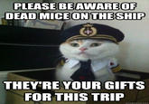 Captain Kitteh