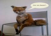 Stoned Fox (Упоротая лиса)