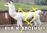 Ola K Ase