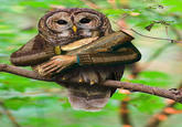 Birds with Arms