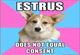 Critical Feminist Corgi