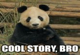 Cool Story, Bro