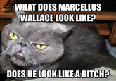 Samuel L. Jackson Cat