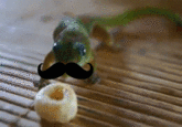 Geckosandcheerios