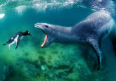 Cute Animals