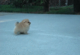 Dogs