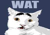 Eyebrow Cat