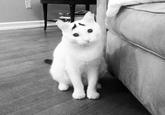 Eyebrow Cat