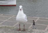 Forced Perspective