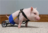 Chris P. Bacon
