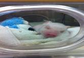 Chris P. Bacon