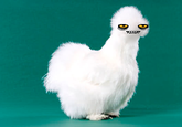 Peyton's Fluffy Chicken
