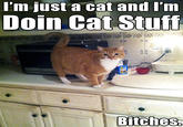 Mylo the Cat