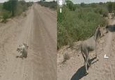 Google Maps