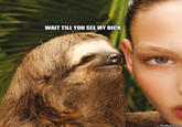 Rape Sloth