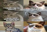 Grumpy Cat