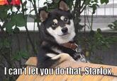 Cool Dog
