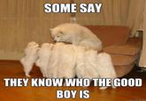 Storytelling Dog