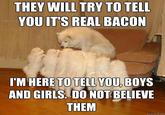 Storytelling Dog