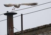 Sistine Seagull