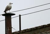 Sistine Seagull