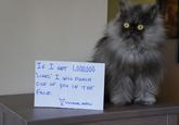 Colonel Meow
