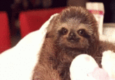 Sloths