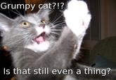 Grumpy Cat