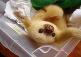 Sloths