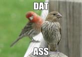 'Dat Ass
