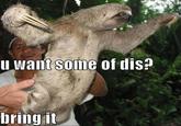 Sloths