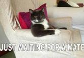 Just Waiting For A Mate