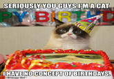 Grumpy Cat